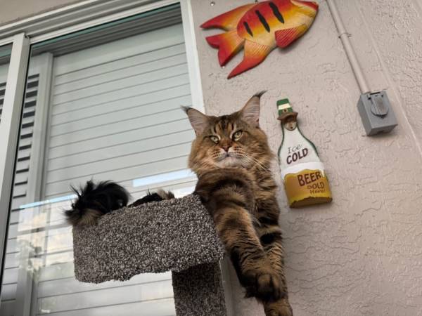 Maine Coon kitten (Port Saint Lucie)63667845975939123