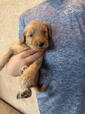 F1 Goldendoodle Puppies63955992714882121