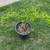 Sweet and Healthy Pomegranate plant 7 thumbnail