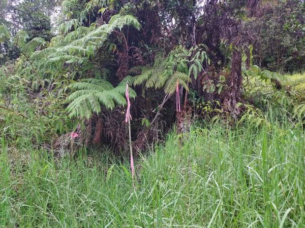 $22,000 / 12005ft2 - HERMOSO TERRENO DE 12,005 SQ FT63686709979009121