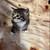 Kittens rehoming black Bombay green jade 2 thumbnail