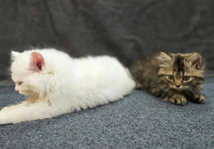 Beautiful Persian kittens* 1