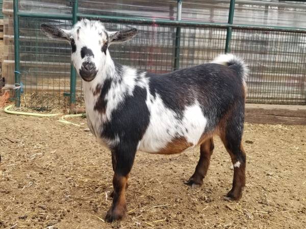 1 Year Old ADGA Registered Nigerian Dwarf Doe (Clementine) 1