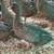 Khaki Campbell females 1 thumbnail