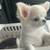 CutelYYChihuahua 1 thumbnail