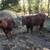 5 Red Angus Bulls 7 thumbnail