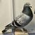 Pigeon Racing 6 thumbnail