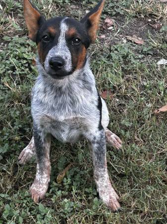 Cachorro de 3 meses de blue heeler necesita un hogar (Magnolia)63859314333185121