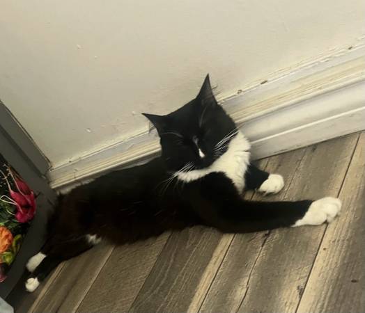 Male cat 1