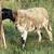 9 young ewe hair sheep katadin 6 thumbnail