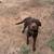 2 year old lab 3 thumbnail