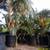 Mandela's Golden Bird of Paradise //// Strelitzia reginae Mandela's 7 thumbnail