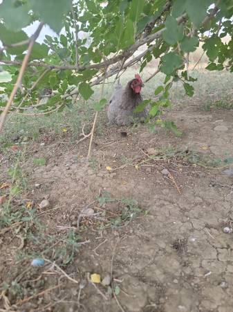 Rehoming Ashy (Denver)63679675250563120