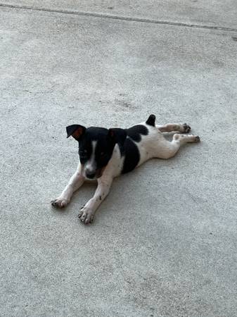 Rat terriers (Goshen)63873027341827122