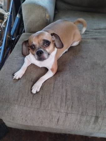 buscando hogar para 2 puggles. (Bronx)63839339345153120
