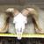 LARGE Ram Sheep Skull Man Cave Horns taxidermy 3 thumbnail