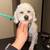 Dog Grooming 4 thumbnail