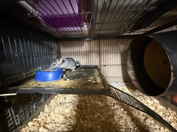 Chinchillas (oakland east)63890025430913120
