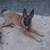 🐾 REAL WORLD DOG TRAINING & BOARDING – ANNAPOLIS | SPECIALS 🤩👀👇 12 thumbnail
