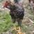 Young roosters 4 thumbnail