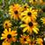 Black-Eyed Susan - Goldsturm, Rudbekia - Perennial - 10 Plants 1 thumbnail