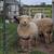 Babydoll, southdown sheep ewes & wether 3 thumbnail