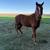 Three Horse Package 4 thumbnail