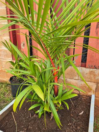 Red lipstick palms 1