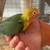 Parrots 3 thumbnail