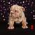 English Bulldog Puppies $1500 6 thumbnail