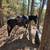 Trail Horse 4 thumbnail