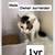 Cats looking for good homes 23 thumbnail
