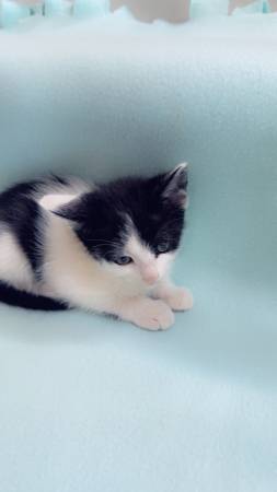 Kittens available for rehoming (Vancouver)63916334020099123
