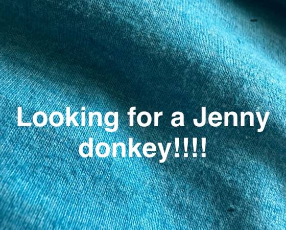 ISO Jenny Donkey 1