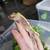 Crested Geckos 10 thumbnail