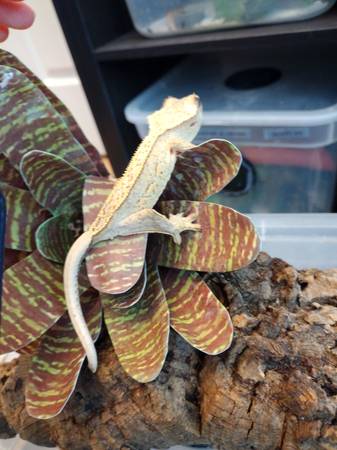 Crested geckos (Indianapolis)64676365451265120