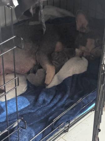 French bulldog (Cutler)63873027569281120