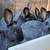 Meat Rabbits 3 thumbnail