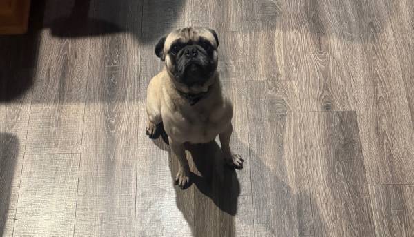 Pug 1