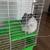 Male White Chinchilla & Female Black Chinchilla 4 thumbnail