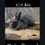 Pedigree Blue Silver Fox Male Rabbit 16 thumbnail