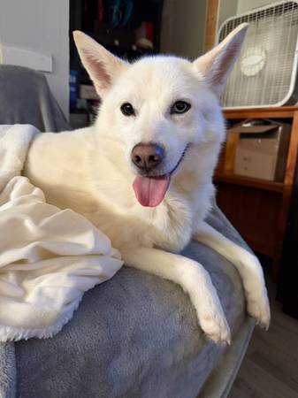 Husky 1