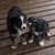 Registered Minature Aussie 1 thumbnail