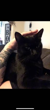 Lost in Rio Linda - Black Cat (Rio Linda)63679395618945120