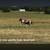 Gorgeous, Soggy Black & White Missouri Foxtrotter 7 thumbnail