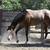 AQHA BROODMARE FOR SALE IS A FINISHED HORSE 4 thumbnail