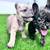 French Bulldog Puppies 3 thumbnail