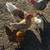 Chickens 1 thumbnail