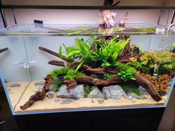 Landen 100P -- 50 Gallon Rimless Low Iron Aquarium Tank complete setup 1