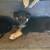 Adoption of husky/border collie pups 1 thumbnail